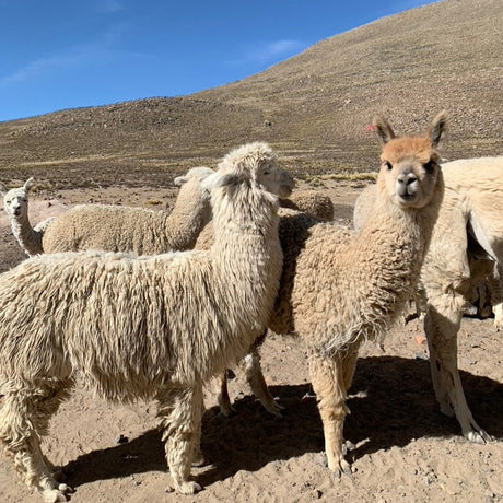 Sjálfbær og silkimjúk Alpacaull